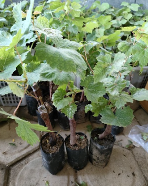 Bibit Pohon Anggur Mondrop